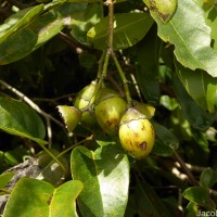 Diospyros ferrea (Willd.) Bakh.